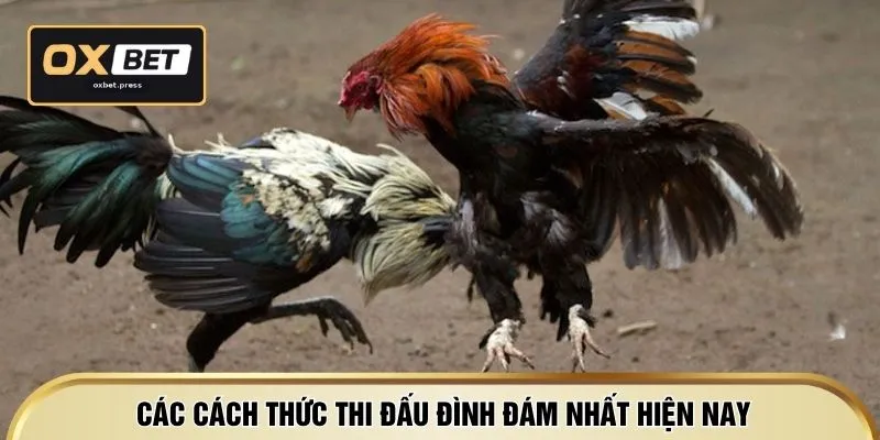 Các cách thức thi đấu đình đám nhất hiện nay
