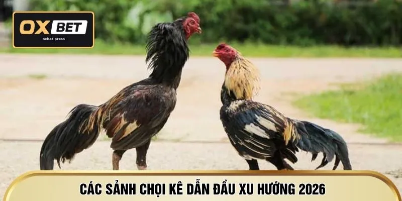 Các sảnh chọi kê dẫn đầu xu hướng 2026