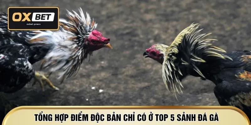 Tổng hợp điểm độc bản chỉ có ở top 5 sảnh đá gà